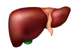The Proven Best Supplements for a Healthier, Happier Liver